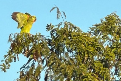 Semana Mundial do Meio Ambiente