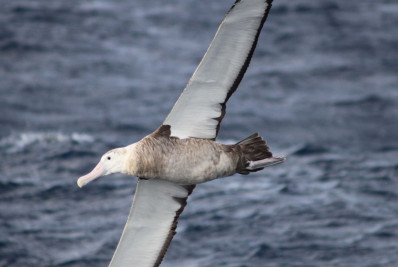 Confirmados três novos focos de gripe aviária em aves silvestres no Brasil