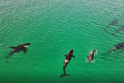 Arraial do Cabo celebra abertura da temporada de baleias nesta segunda-feira (5)