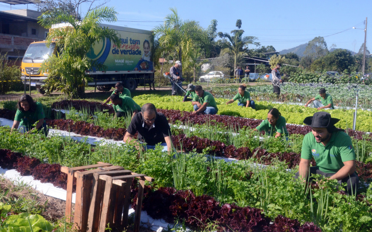 Mag&eacute; realiza colheita de 16 mil hortali&ccedil;as