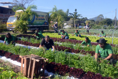 Magé realiza colheita de 16 mil hortaliças