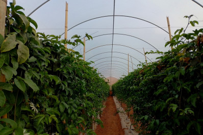 Governo apoia expositores com técnica de produção em estufas e incrementa a Festa do Tomate em Paty