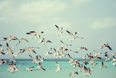 Governo do Paraná confirma primeiro caso de gripe aviária no estado