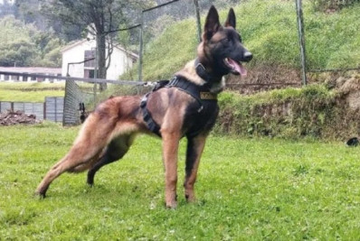 Cachorro que ajudou nas buscas por crianças na Amazônia colombiana segue desaparecido