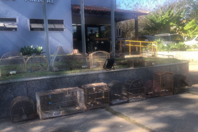 Apreensão de pássaros silvestres em Búzios