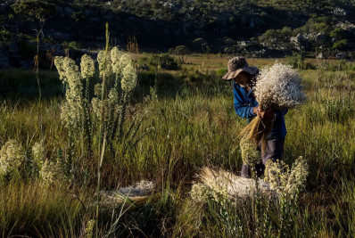 Sempre-vivas: Minas reconhece agricultura tradicional como patrimônio