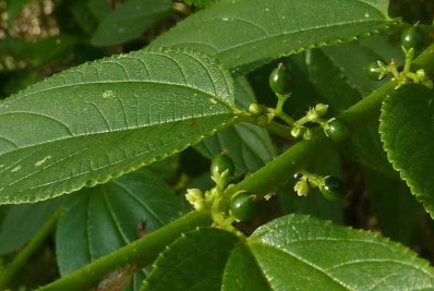 Componente medicinal de cannabis é encontrado em planta comum no Brasil