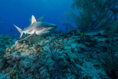 Surfista morre após ser atacado por tubarão em Maui, no Havaí