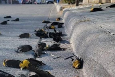 México: governo diz que El Niño causou a morte de centenas de aves, e não gripe aviária