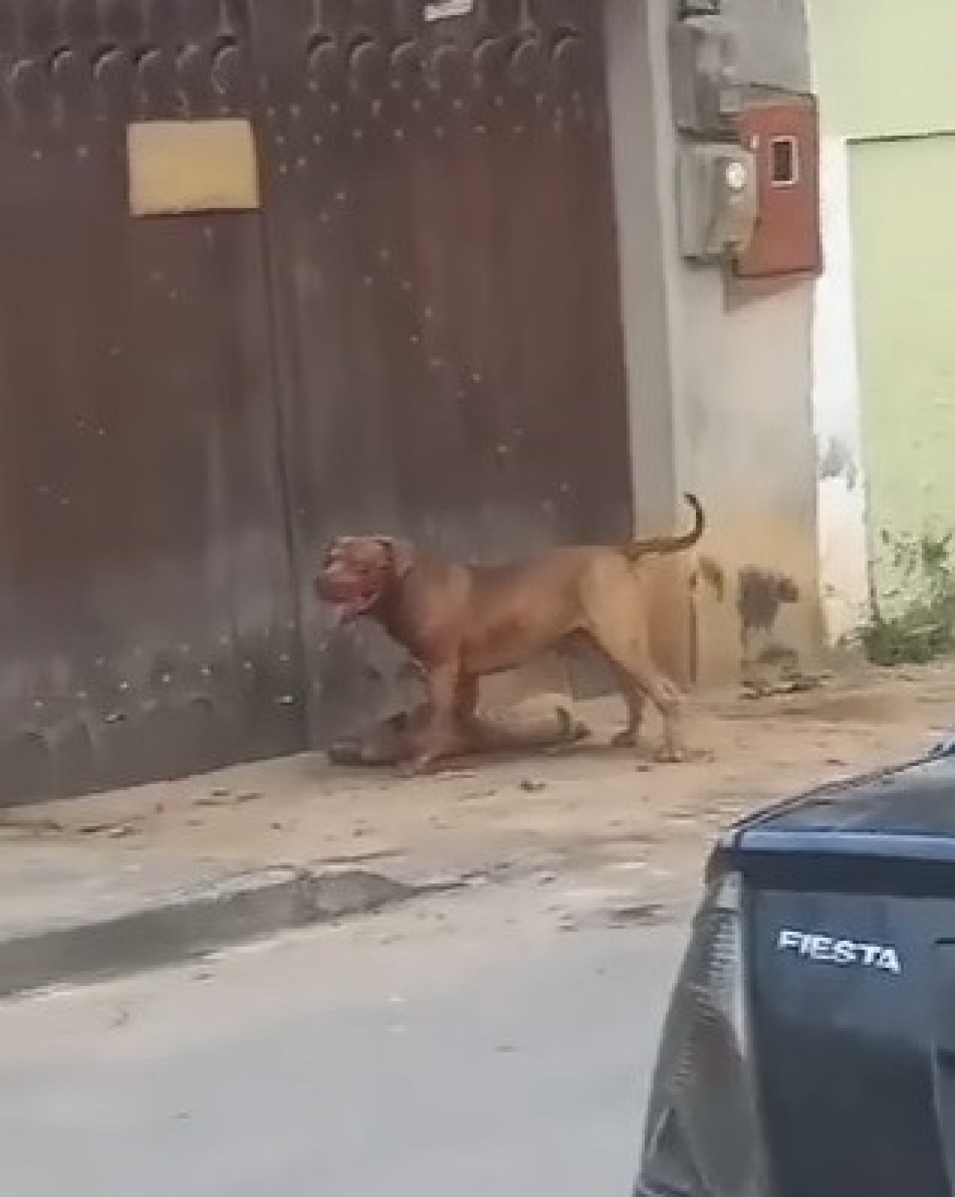 Cachorro da raça pitbull estaria atacando outros animais no bairro Vila Brasil, em Itaboraí, na Região Metropolitana do Rio - Divulgação