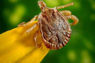 USP disponibiliza série sobre febre maculosa para crianças