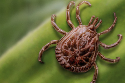 Anvisa aprova registro de kit para diagnóstico de febre maculosa