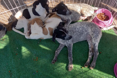 Ação 'Adote Um Amigo' acontece neste sábado no Engenho Novo