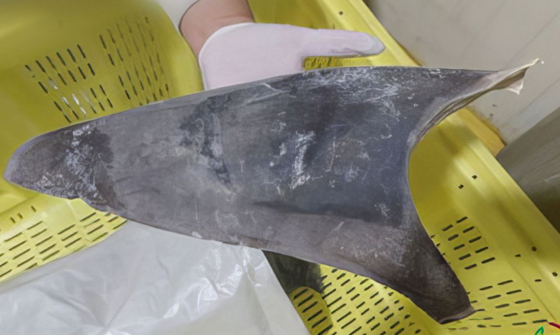 Ibama apreende 28,7 toneladas de barbatanas de tubarão - Ibama/Gov.Br