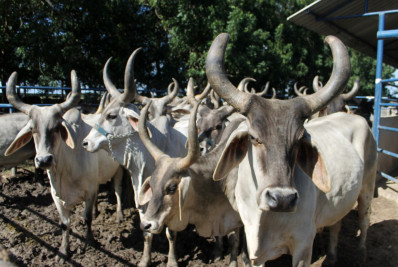 Criação de gado Guzerá desperta interesse no governo de Senegal e intercâmbio é articulado
