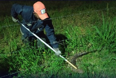 Defesa Civil e Guarda Ambiental atuam em novo resgate de jacaré