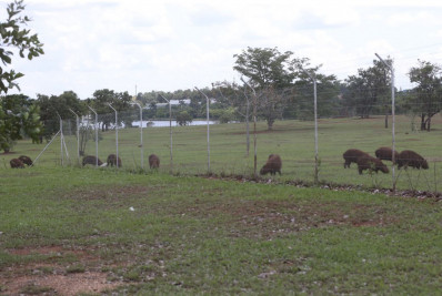 Campinas inicia inventário de capivaras nos parques da cidade