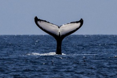 Veleiro colide com baleia no pacífico e oito pessoas são resgatadas