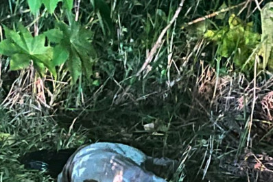 Cachorro é encontrado esquartejado em praia de Cabo Frio