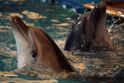 Reino Unido acusa Rússia de treinar golfinhos de combate na Crimeia