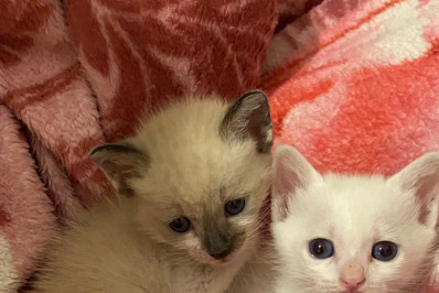 Caxias Shopping promove Feira de Adoção Pet neste sábado