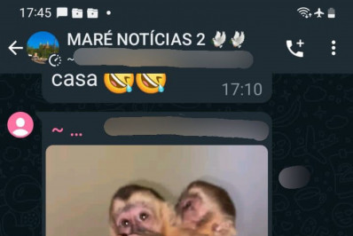 Polícia investiga venda de filhotes de macacos-prego por R$ 5 mil na Maré