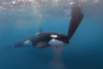Orcas atacam barcos de equipes de vela durante prova do Ocean Race