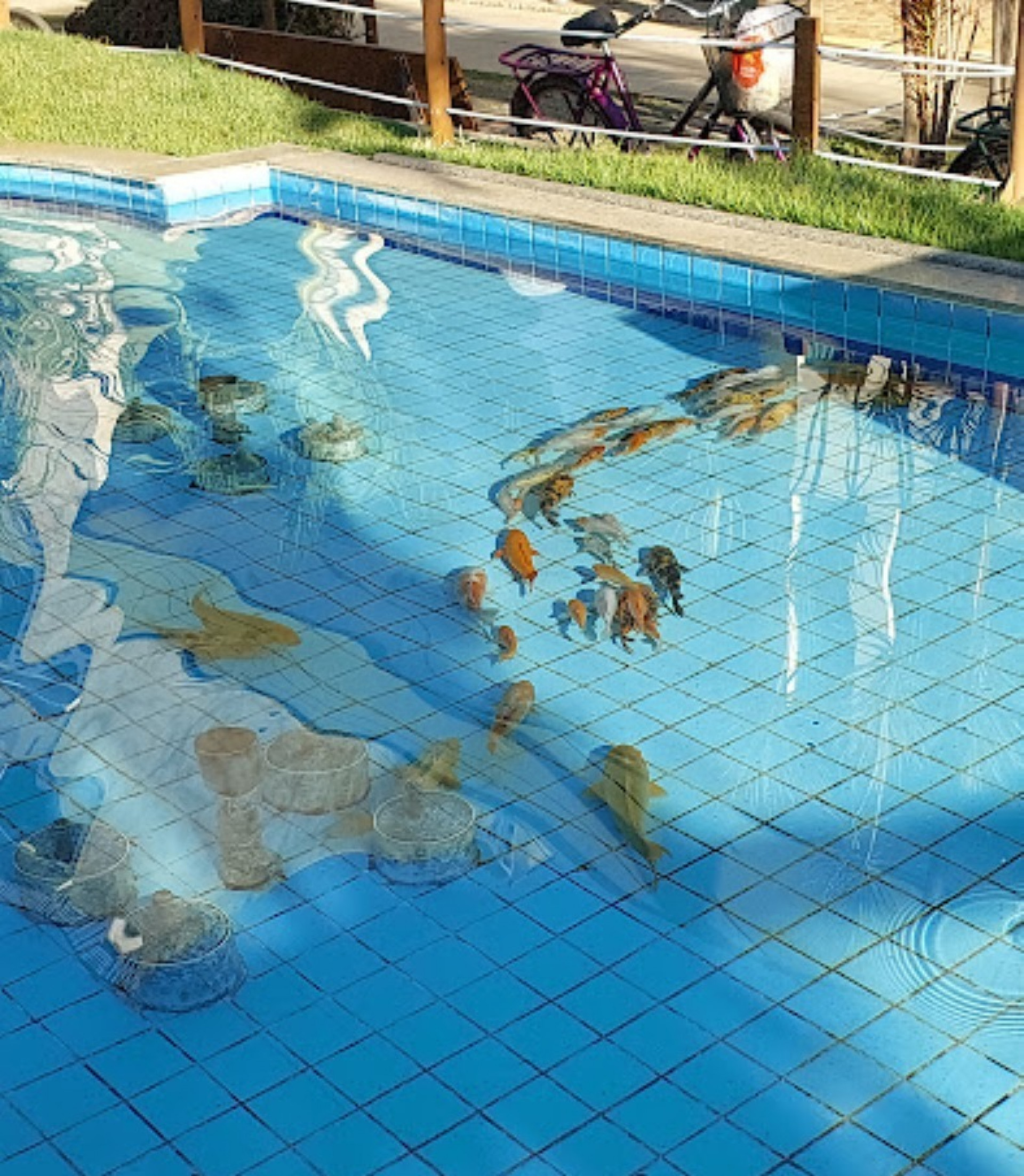 Chafariz agora conta com peixes ornamentais - Divulgação