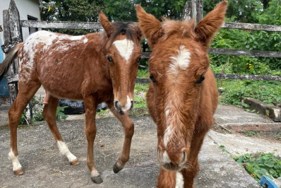 Resgatados após maus-tratos nas ruas do Rio, quatro cavalos são incluídos em campanha de adoção