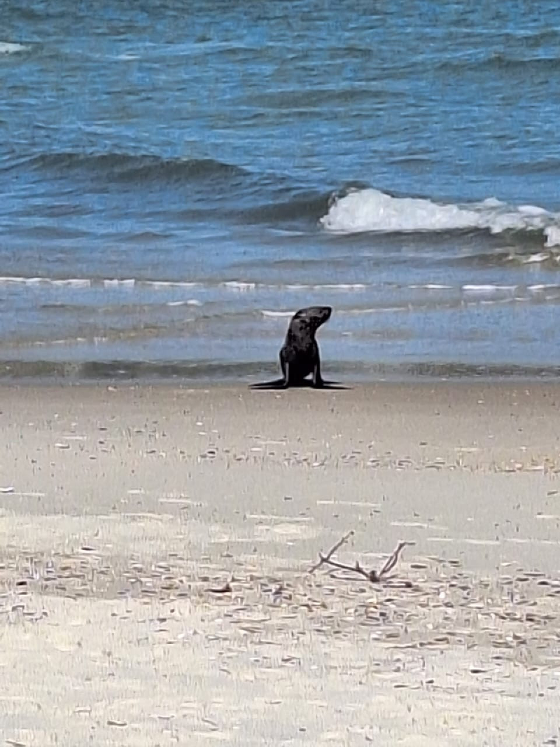 Animal descansou na faixa de areia ap&oacute;s sair do mar