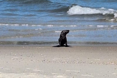 Foca é flagrada e acompanhada por biólogos na Praia da Marambaia 