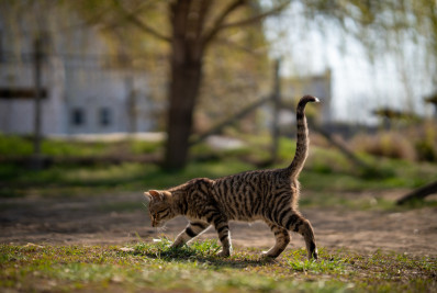 Competição de caça de gatos selvagens em escola gera polêmica na Nova Zelândia