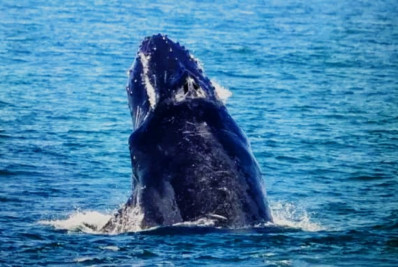 Baleia Jubarte é vista por pescadores no mar da Praia de Ponta Negra