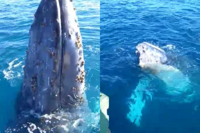 Baleia-jubarte dá show para pescadores em Arraial do Cabo