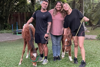 Bruno Gagliasso e Giovanna Ewbank adotam cavalos resgatados após maus-tratos