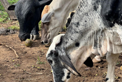 Prazo final para vacinação contra a Febre Aftosa em bovinos e bubalinos é nesta sexta-feira, dia 30