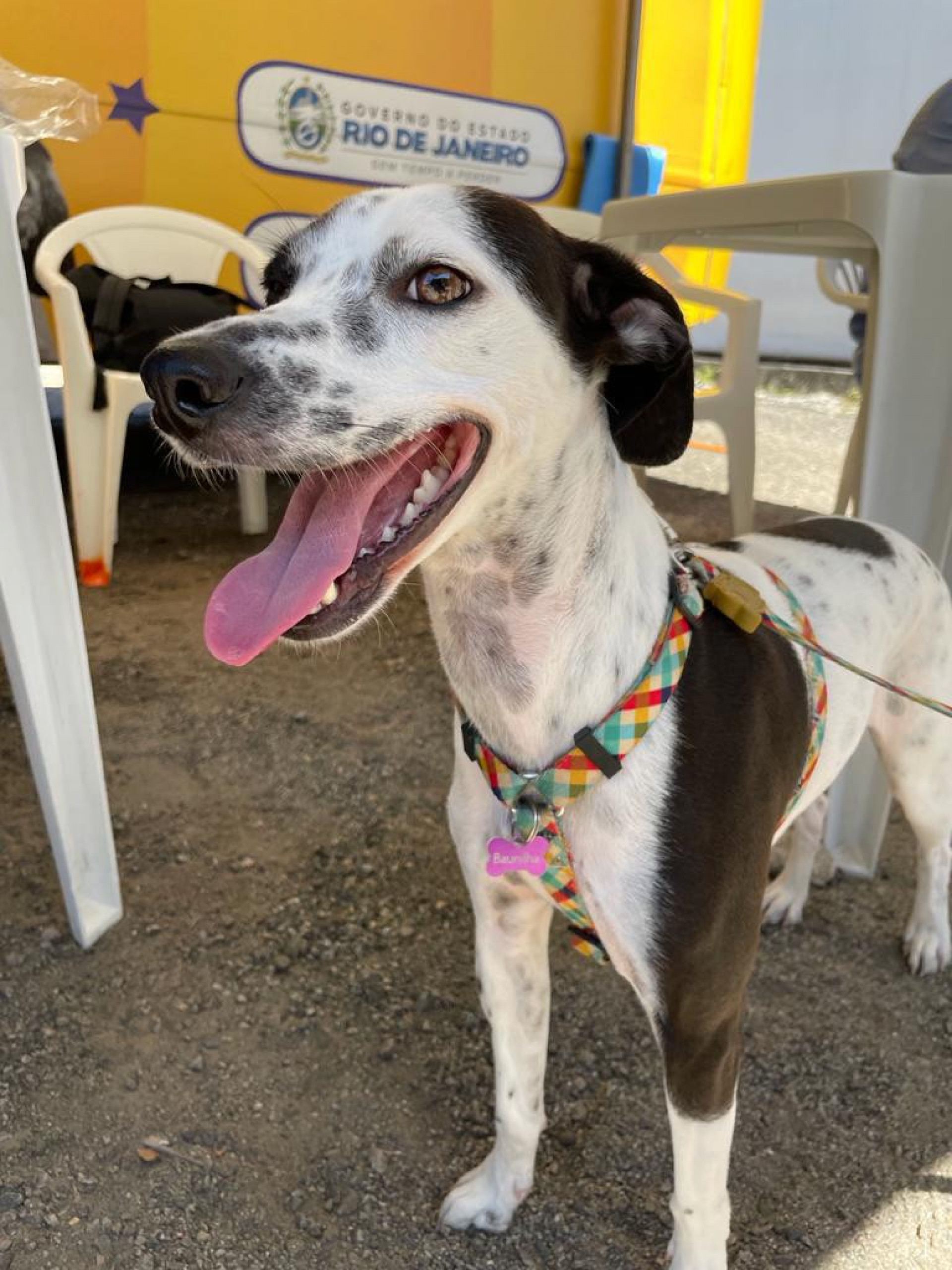 Desde o seu lançamento em dezembro de 2021, o Castramóvel já realizou 270 mil castrações