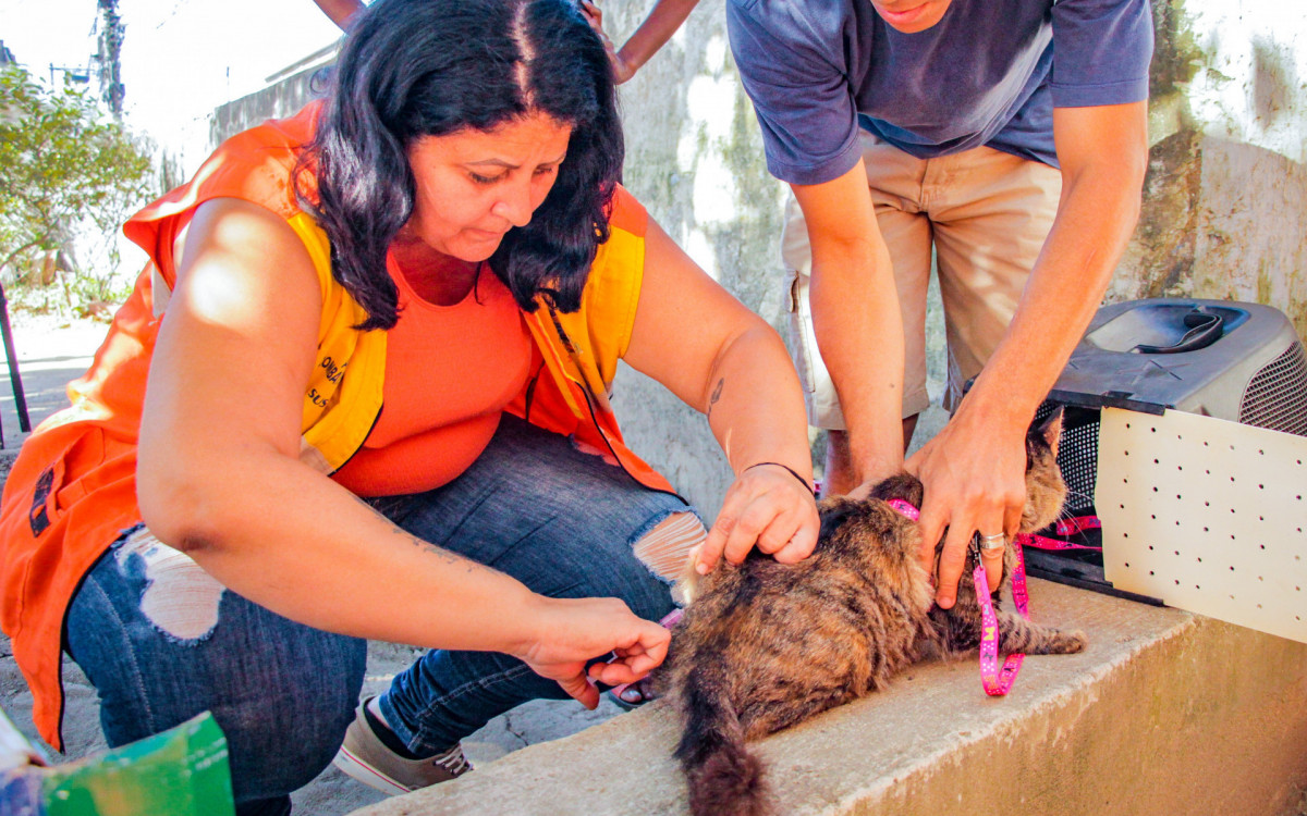 Durante a vacina&ccedil;&atilde;o nos tr&ecirc;s bairros, 296 gatos foram imunizados
