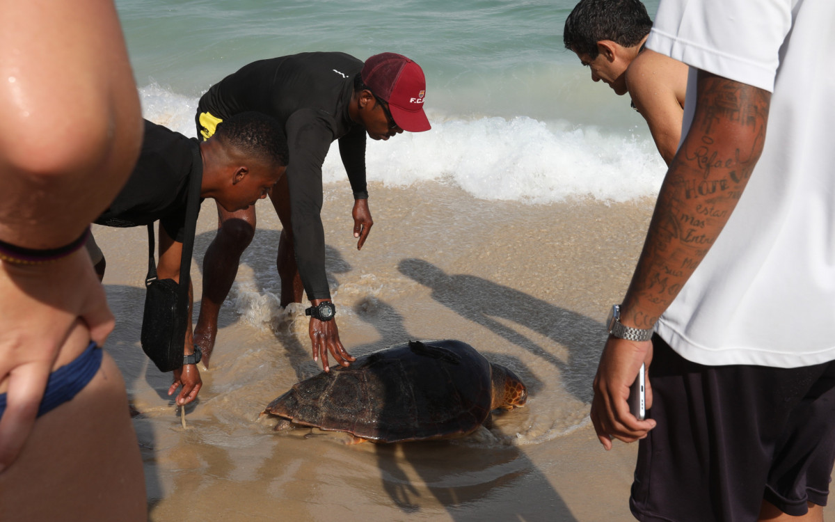Banhistas e ambulantes tiraram da água na praia de Ipanema, altura da Rua Teixeira de Melo, uma tartaruga marinha enorme já morta. 