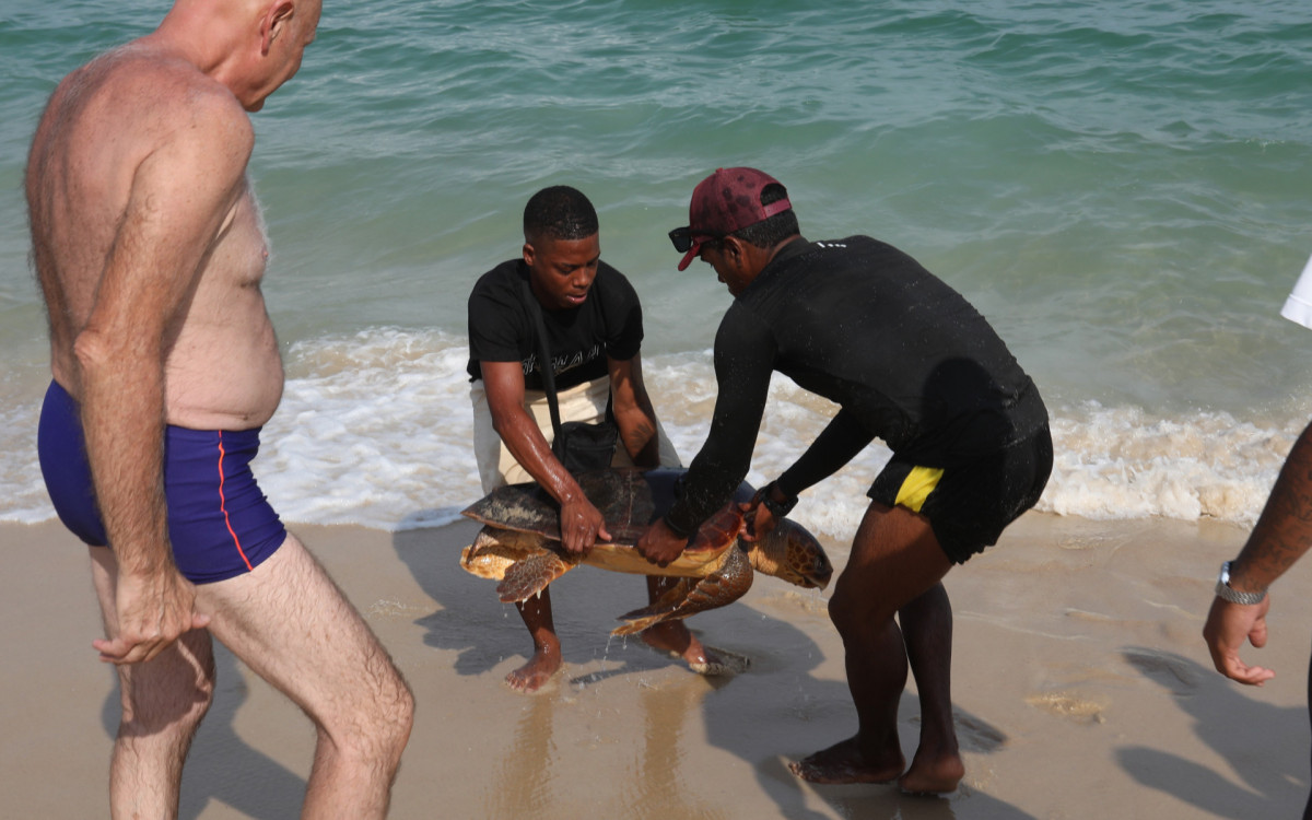 Banhistas e ambulantes tiraram da água na praia de Ipanema, altura da Rua Teixeira de Melo, uma tartaruga marinha enorme já morta. 