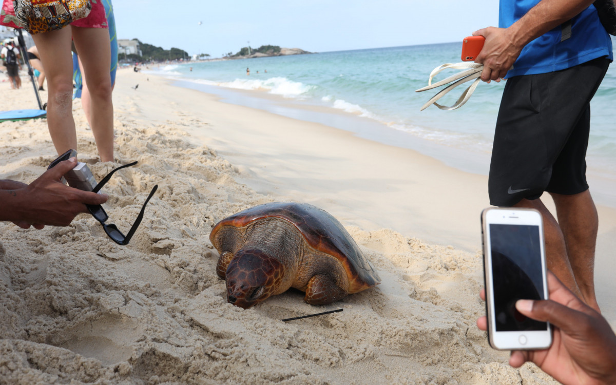 Banhistas e ambulantes tiraram da água na praia de Ipanema, altura da Rua Teixeira de Melo, uma tartaruga marinha enorme já morta. 