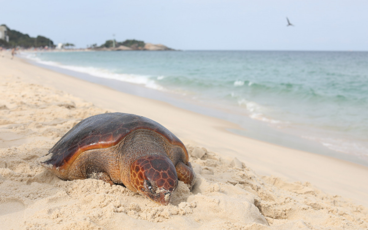 Banhistas e ambulantes tiraram da água na praia de Ipanema, altura da Rua Teixeira de Melo, uma tartaruga marinha enorme já morta. 