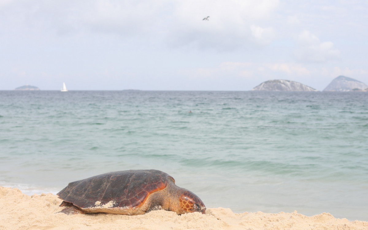 Banhistas e ambulantes tiraram da água na praia de Ipanema, altura da Rua Teixeira de Melo, uma tartaruga marinha enorme já morta. 