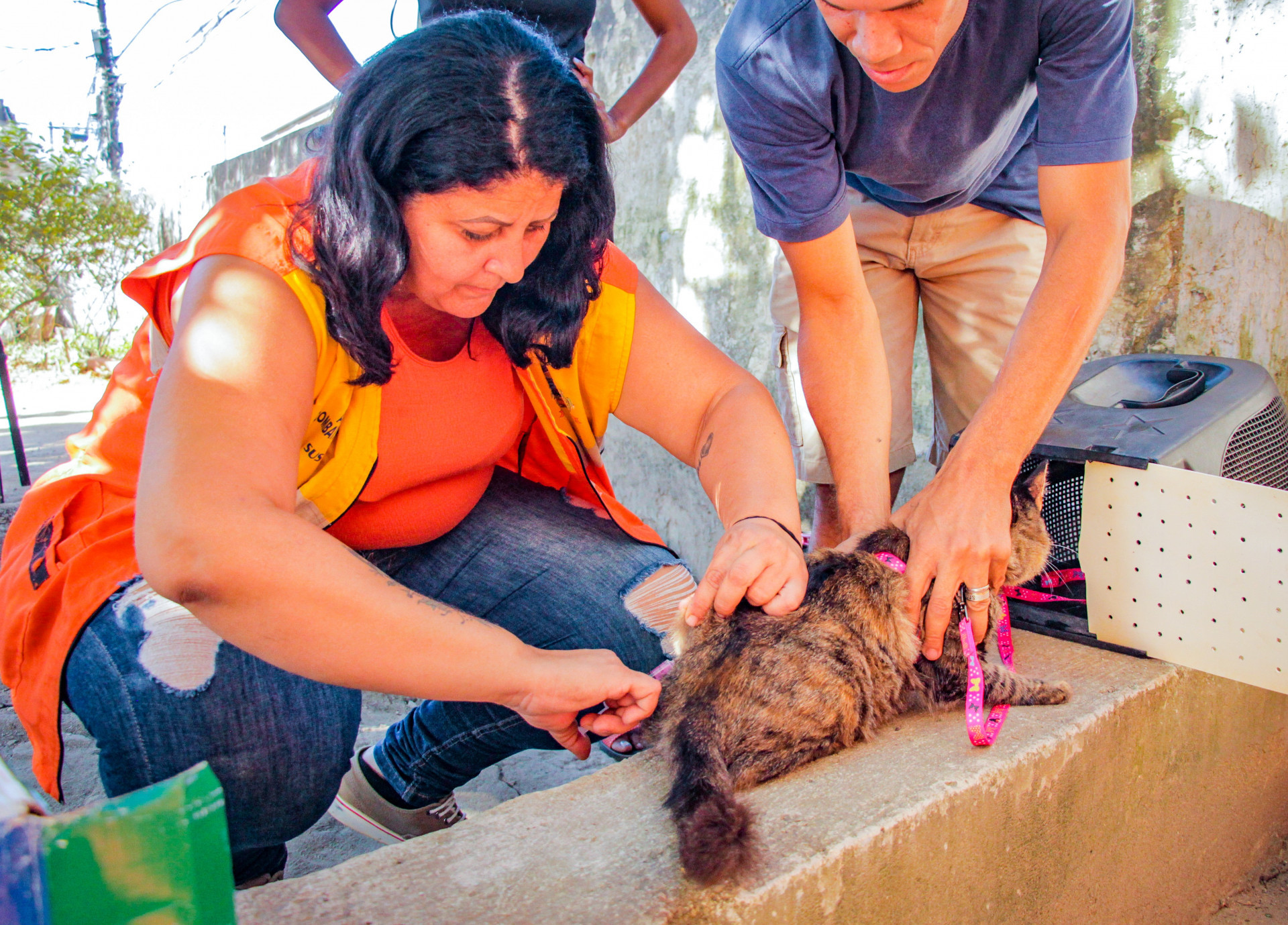 Durante a vacinação nos três bairros, 296 gatos foram imunizados - Kristian Amarante/PMBR