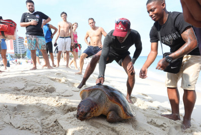 Tartaruga é encontrada por banhistas na praia da Ipanema; fotos