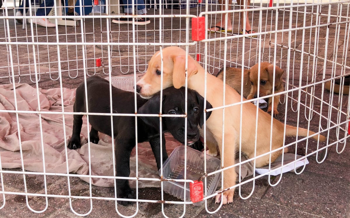 Julho começará com feira de adoção de animais em Mesquita

 - Divulgação/ PMM
