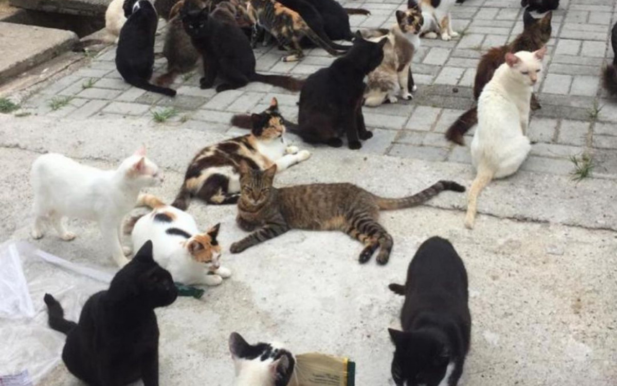 Locais onde ficam localizados os animais na Fazenda Modelo - Divulgação/Prefeitura do Rio