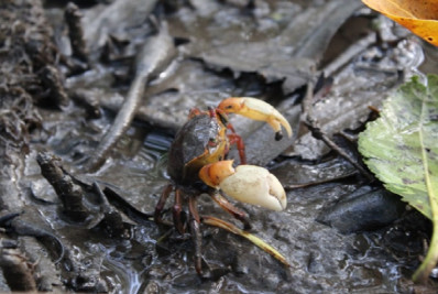 Proteção de manguezais evitaria emissão de mais de dez toneladas de CO2, revela pesquisa