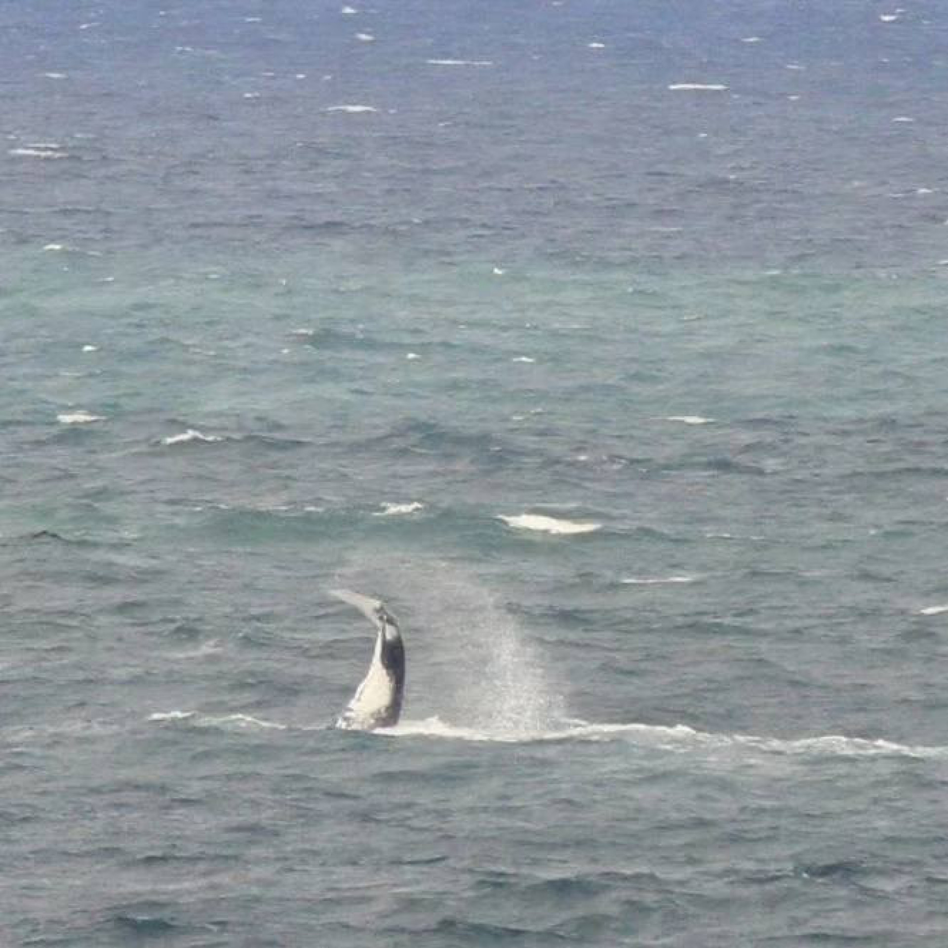 Baleias apareceram pr&oacute;ximo &agrave; costa da Zona Sul
