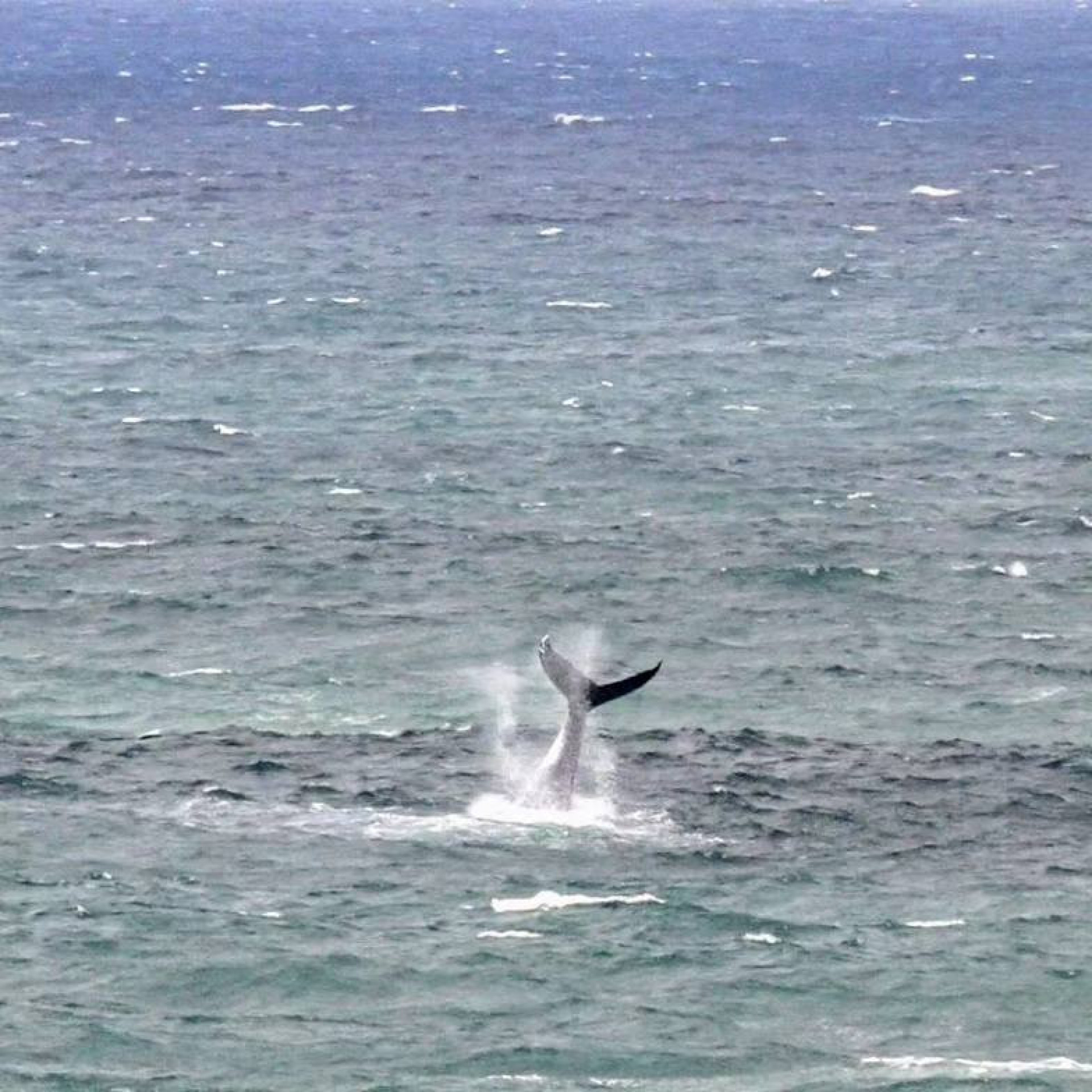 Baleias apareceram pr&oacute;ximo &agrave; costa da Zona Sul - Reprodu&ccedil;&atilde;o/Amigos do Vidiga